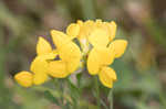 Bird's-foot trefoil